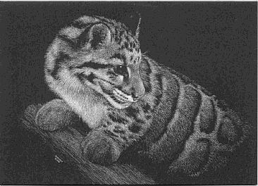 Raja - Clouded Leopard cub by Diane Versteeg